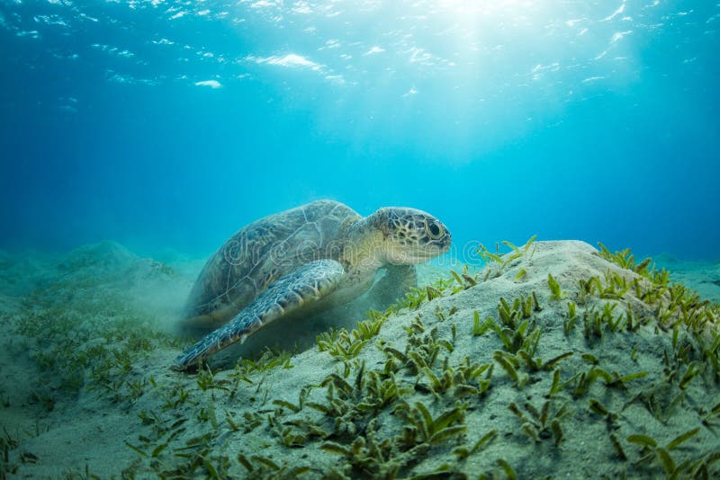 Морская водоросль черепахи Hawksbill питаясь, Marsa Alam, Египет стоковое изображение rf